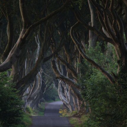 Dark Hedges, Road, Co Antrim_Web Size